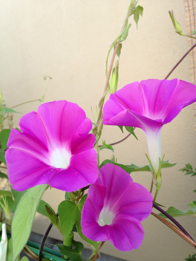 お花見 夏 朝顔 お花見